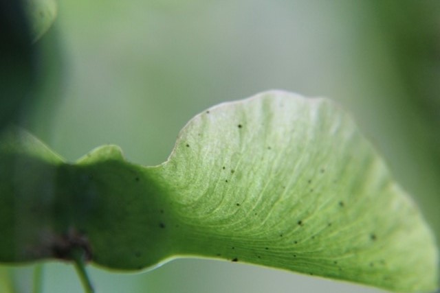 Haïku-poème, Haïsha