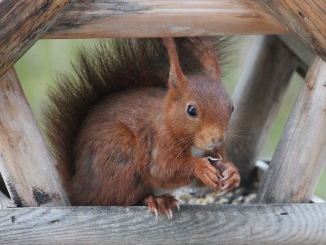 Haïku-poème, Haïsha