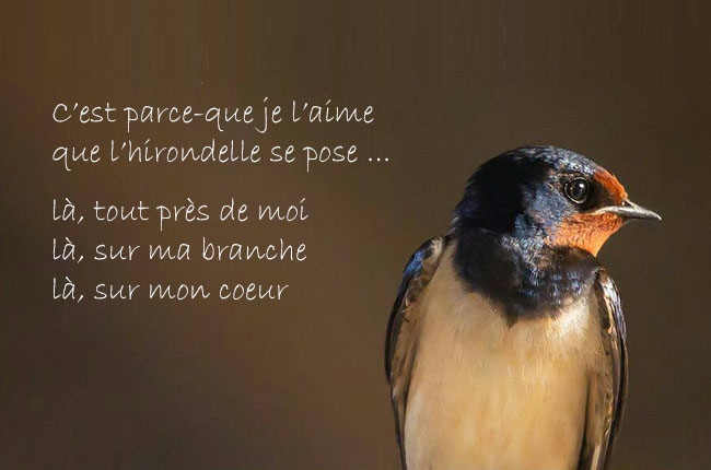 Ligne-art-Poésie- Hirondelle