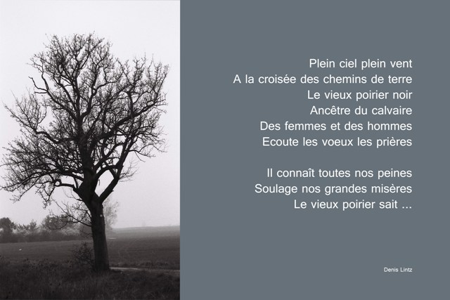 Ligne-art-Poésie- Le vieux Poirier