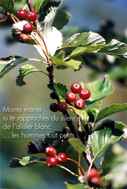 Ligne-art-Poésie- L'alisier blanc