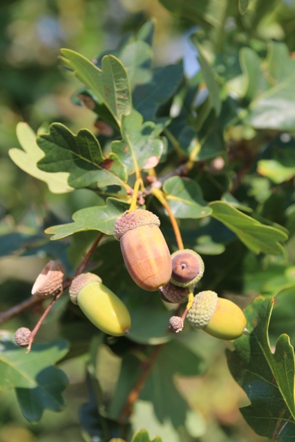 Haïku-poème, Haïsha