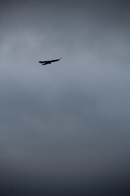 Haïku-poème, Haïsha