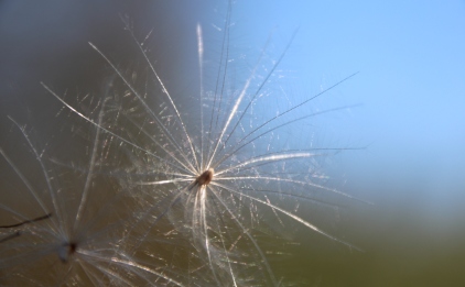 Haïkus, Denis Lintz